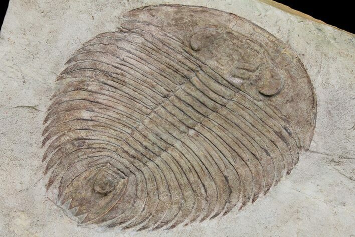 Gigantopygus Trilobite With Pos/Neg - Issafen, Morocco #171026